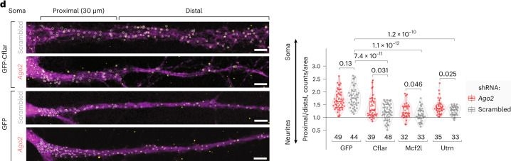 Fig.5.D showing Immunohistochemistry-immunofluorescence from the publication: Massively parallel identification of mRNA localization elements in primary cortical neurons.