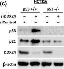 Fig.5.C showing Western Blotting in a Homo sapiens (Human) sample from the publication: Identification of novel cancer therapeutic targets using a designed and pooled shRNA library screen.