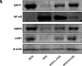 Fig.6.A showing Western Blotting in a Mus musculus (House mouse) sample from the publication: Cyanidin-3-O-Glucoside Alleviates Hepatic Steatosis and Inflammation in High-Fat Diet-Induced Non-Alcoholic Fatty Liver Disease Mice via the AMPK/SIRT1/NF-κB Pathway.