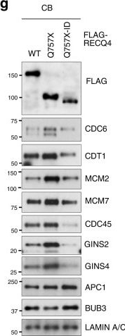 Fig.5.G showing Western Blotting from the publication: DNA replication initiation factor RECQ4 possesses a role in antagonizing DNA replication initiation.