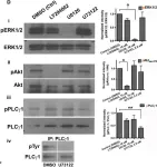 Fig.3.D showing Western Blotting in a Rattus norvegicus (Rat) sample from the publication: Differential regulation of proliferation and neuronal differentiation in adult rat spinal cord neural stem/progenitors by ERK1/2, Akt, and PLCγ.