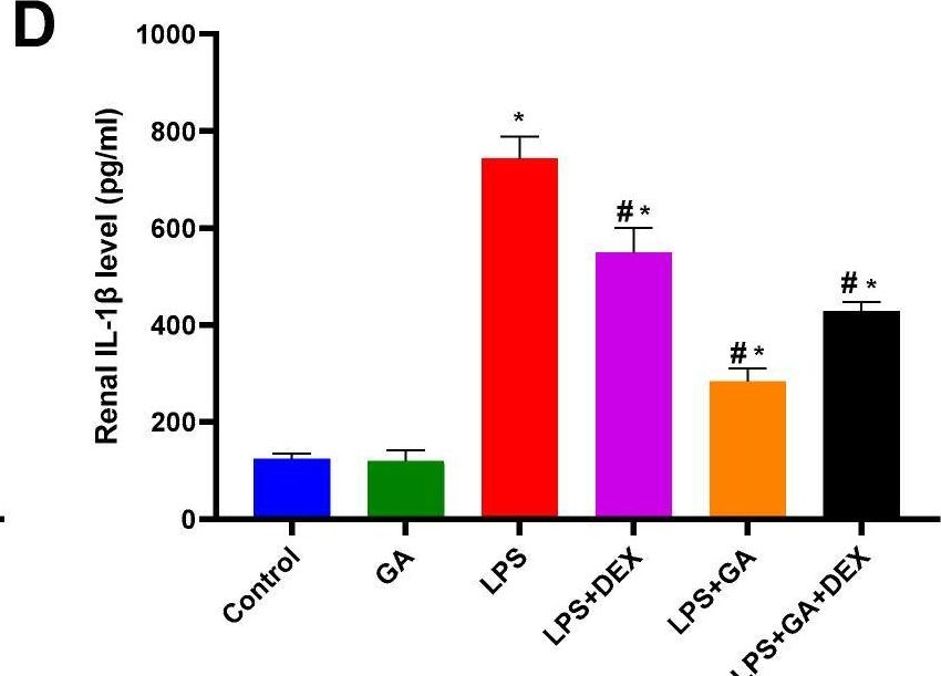 Fig.3.D showing Enzyme-linked immunosorbent assay from the publication: Gum Acacia-Dexamethasone Combination Attenuates Sepsis-Induced Acute Kidney Injury in Rats via Targeting SIRT1-HMGB1 Signaling Pathway and Preserving Mitochondrial Integrity.