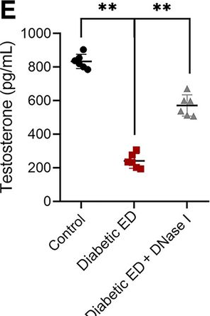Fig.4.E from the publication: Neutrophil extracellular traps promote erectile dysfunction in rats with diabetes mellitus by enhancing NLRP3-mediated pyroptosis.