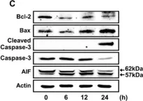 Fig.1.C showing Western Blotting from the publication: α-Lipoic Acid Inhibits Apoptosis by Suppressing the Loss of Ku Proteins in Helicobacter pylori-Infected Human Gastric Epithelial Cells.