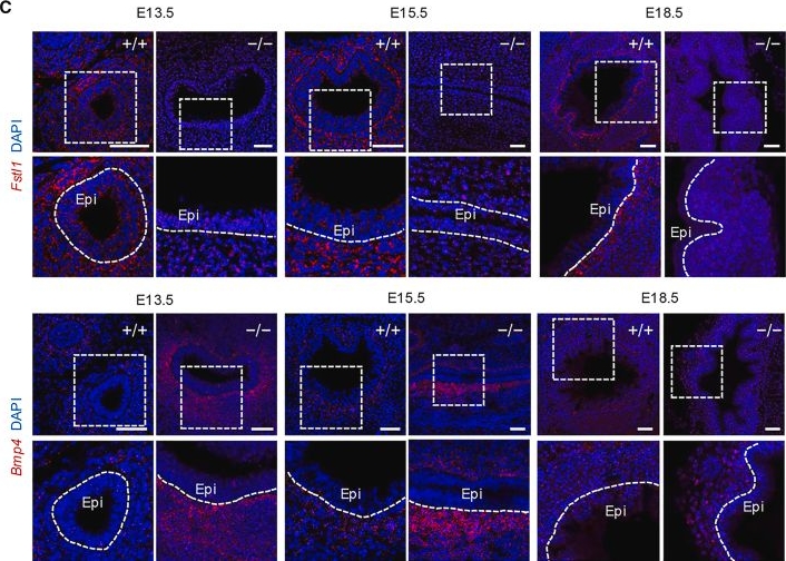 Fig.5.C showing Immunohistochemistry-immunofluorescence in a Mus musculus (House mouse) sample from the publication: Fstl1 determines luminal size of mouse trachea through negative regulation of BMP4 signaling.