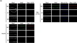 Fig.2.A showing Immunocytochemistry-immunofluorescence from the publication: Involvement of the protein kinase Akt2 in insulin-stimulated Rac1 activation leading to glucose uptake in mouse skeletal muscle.