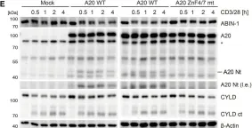 Fig.6.E showing Western Blotting from the publication: A20 and ABIN-1 cooperate in balancing CBM complex-triggered NF-κB signaling in activated T cells.
