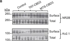 Fig.7.B showing Western Blotting from the publication: Differential neuroprotective potential of CRMP2 peptide aptamers conjugated to cationic, hydrophobic, and amphipathic cell penetrating peptides.