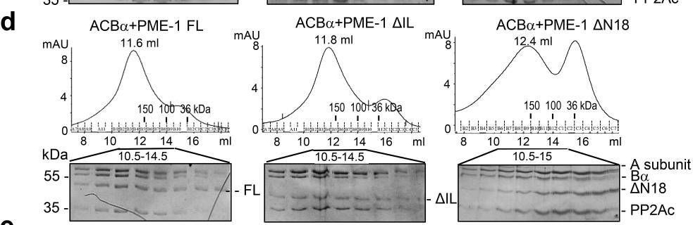 Fig.2.D showing Western Blotting from the publication: Coupling to short linear motifs creates versatile PME-1 activities in PP2A holoenzyme demethylation and inhibition.