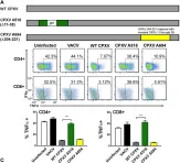 Fig.2.A showing Flow cytometry/Cell sorting in a Mus musculus (House mouse) sample from the publication: The secreted protein Cowpox Virus 14 contributes to viral virulence and immune evasion by engaging Fc-gamma-receptors.