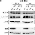 Fig.8.C showing Western Blotting in a Mus musculus (House mouse) sample from the publication: IKAROS is required for the measured response of NOTCH target genes upon external NOTCH signaling.