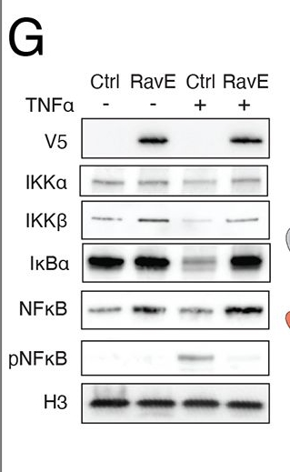 Fig.2.G showing Western Blotting from the publication: Systematic discovery of pathogen effector functions across human pathogens and pathways.