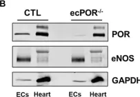Fig.1.B showing Western Blotting from the publication: Endothelial deletion of the cytochrome P450 reductase leads to cardiac remodelling.