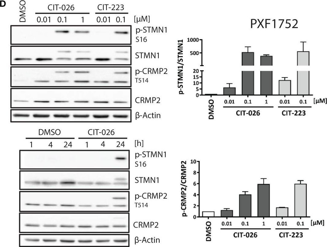 Fig.4.D showing Western Blotting from the publication: Indolyl-chalcone derivatives trigger apoptosis in cisplatin-resistant mesothelioma cells through aberrant tubulin polymerization and deregulation of microtubule-associated proteins.
