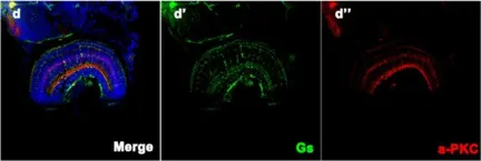Fig.5.D showing Immunohistochemistry-immunofluorescence in a Danio rerio (Zebrafish) sample from the publication: Novel truncation mutations in MYRF cause autosomal dominant high hyperopia mapped to 11p12-q13.3.
