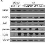 Fig.2.D showing Western Blotting from the publication: Inhibition of HDAC4 Attenuated JNK/c-Jun-Dependent Neuronal Apoptosis and Early Brain Injury Following Subarachnoid Hemorrhage by Transcriptionally Suppressing MKK7.
