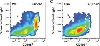 Fig.6.B showing Flow cytometry/Cell sorting in a Mus musculus (House mouse) sample from the publication: Site-1 protease regulates skeletal stem cell population and osteogenic differentiation in mice.