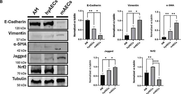Fig.3.B showing Western Blotting in an Ovis aries (Sheep) sample from the publication: Progesterone-driven stabilization of hybrid E/M states in amniotic epithelial cells enhances regeneration and immune modulatory capacities.