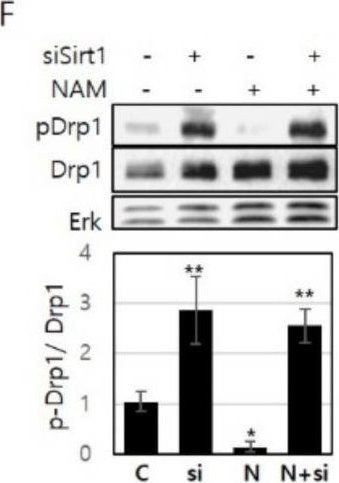 Fig.2.F showing Western Blotting from the publication: Nicotinamide Treatment Facilitates Mitochondrial Fission through Drp1 Activation Mediated by SIRT1-Induced Changes in Cellular Levels of cAMP and Ca2.