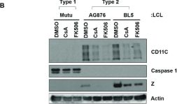 immune ビスチェ CD11c (D3V1E) XP® Rabbit mAb | Cell Signaling Technology
