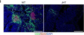 Fig.6.I showing Immunohistochemistry-immunofluorescence in a Mus musculus (House mouse) sample from the publication: Obesity exacerbates colitis-associated cancer via IL-6-regulated macrophage polarisation and CCL-20/CCR-6-mediated lymphocyte recruitment.