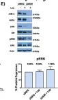 Fig.1.E showing Western Blotting from the publication: Cleavage of the extracellular domain of junctional adhesion molecule-A is associated with resistance to anti-HER2 therapies in breast cancer settings.
