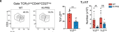 Fig.1.E showing Flow cytometry/Cell sorting in a Mus musculus (House mouse) sample from the publication: Mutation of the Polyproline Sequence in CD3ε Evidences TCR Signaling Requirements for Differentiation and Function of Pro-Inflammatory Tγδ17 Cells.