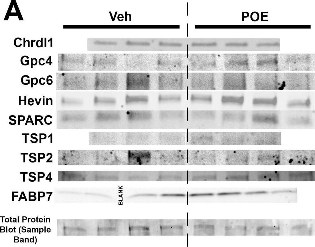 Fig.4.A showing Western Blotting from the publication: Abnormal Morphology and Synaptogenic Signaling in Astrocytes Following Prenatal Opioid Exposure.