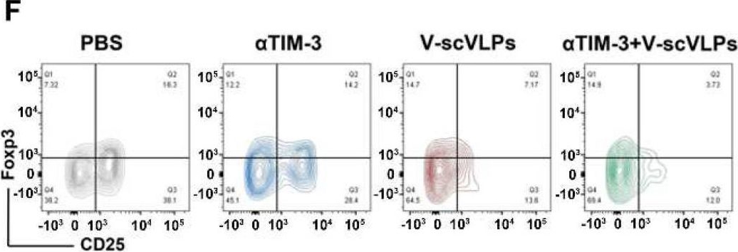 Fig.4.F showing Flow cytometry/Cell sorting in a Mus musculus (House mouse) sample from the publication: Caveolin-mediated cytosolic delivery of spike nanoparticle enhances antitumor immunity of neoantigen vaccine for hepatocellular carcinoma.