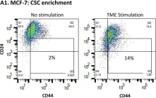 Fig.1.A showing Flow cytometry/Cell sorting in a Homo sapiens (Human) sample from the publication: A Tumor Microenvironment-Driven Network Regulated by STAT3 and p65 Negatively Controls the Enrichment of Cancer Stem Cells in Human HR+/HER2- Breast Cancer.