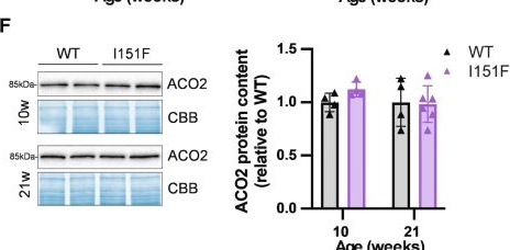 Fig.3.F showing Western Blotting from the publication: Pathological frataxin deficiency in mice causes tissue-specific alterations in iron homeostasis.