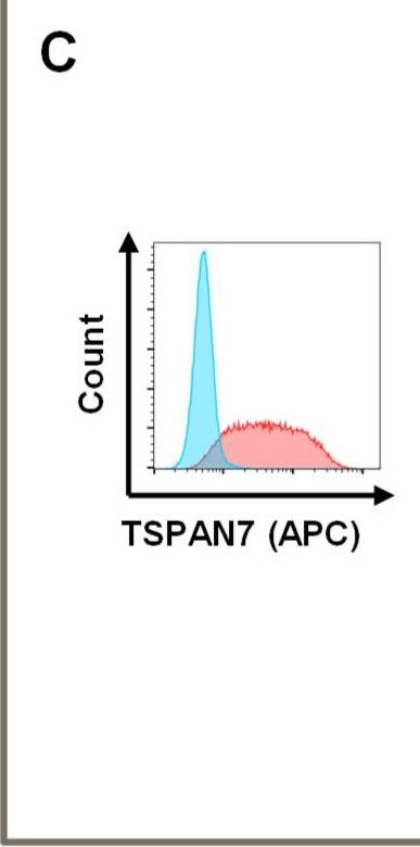 Fig.5.C showing Flow cytometry/Cell sorting in a Homo sapiens (Human) sample from the publication: Generation of Chimeric Antigen Receptors against Tetraspanin 7.