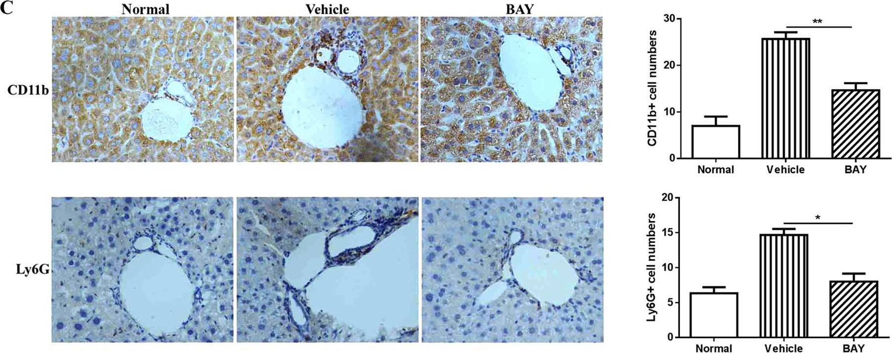 Fig.5.C showing Immunohistochemistry in a Mus musculus (House mouse) sample from the publication: Busulfan and cyclosphamide induce liver inflammation through NLRP3 activation in mice after hematopoietic stem cell transplantation.