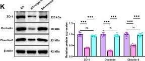 Fig.6.K showing Western Blotting in a Rattus norvegicus (Rat) sample from the publication: Targeting NLRP3 Inflammasome and Metabolic Dysregulation by Electroacupuncture: A Novel Therapeutic Strategy for Methamphetamine Withdrawal-Induced Depression.