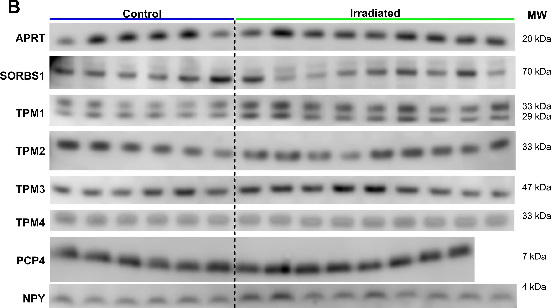 Fig.3.B showing Western Blotting in a Sus scrofa domesticus (Domestic pig) sample from the publication: Proteomic changes in the hippocampus of large mammals after total-body low dose radiation.