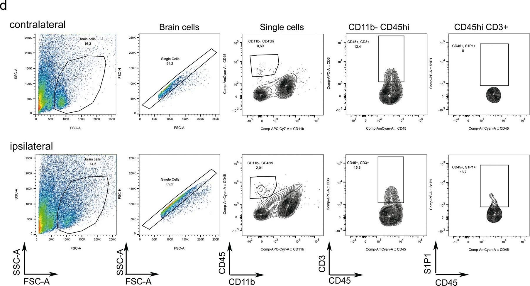 Fig.2.D showing Flow cytometry/Cell sorting in a Mus musculus (House mouse) sample from the publication: Role of the S1P pathway and inhibition by fingolimod in preventing hemorrhagic transformation after stroke.