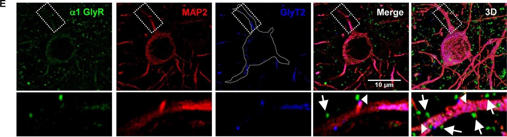 Glyr antibodies - Antibody search engine - CiteAb