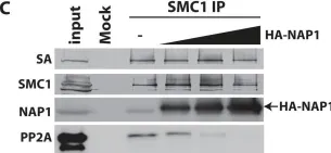 Fig.5.C showing Western Blotting from the publication: Histone chaperone NAP1 mediates sister chromatid resolution by counteracting protein phosphatase 2A.