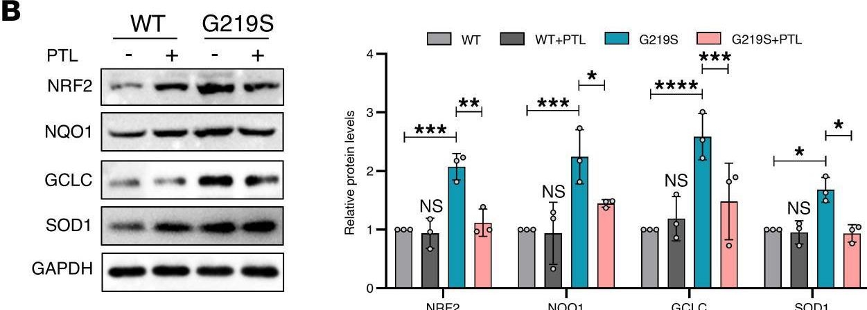 Fig.8.B showing Western Blotting from the publication: Tubulin tyrosine ligase variant perturbs microtubule tyrosination, causing hypertrophy in patient-specific and CRISPR gene-edited iPSC-cardiomyocytes.