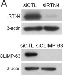 Fig.2.A showing Western Blotting in a Homo sapiens (Human) sample from the publication: Reticulon and CLIMP-63 regulate nanodomain organization of peripheral ER tubules.