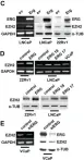 Fig.3.C,D,E showing Western Blotting in a Homo sapiens (Human) sample from the publication: ETS transcription factors control transcription of EZH2 and epigenetic silencing of the tumor suppressor gene Nkx3.1 in prostate cancer.
