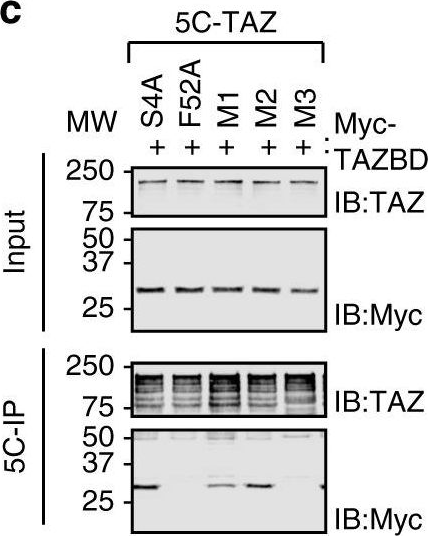 Fig.8.C showing Western Blotting in a Sus scrofa (Wild pig) sample from the publication: Mediated nuclear import and export of TAZ and the underlying molecular requirements.
