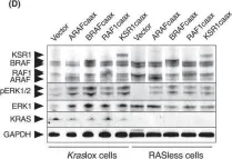 Fig.4.D showing Western Blotting from the publication: KSR induces RAS-independent MAPK pathway activation and modulates the efficacy of KRAS inhibitors.
