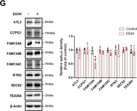 Fig.2.G showing Western Blotting from the publication: Recovery of FAM134A-mediated ER-phagy through BRD4 inhibition alleviates ethanol-induced neurodegeneration.