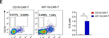 Fig.6.E showing Flow cytometry/Cell sorting from the publication: CD19-CAR-T Cells Bearing a KIR/PD-1-Based Inhibitory CAR Eradicate CD19+HLA-C1- Malignant B Cells While Sparing CD19+HLA-C1+ Healthy B Cells.