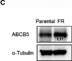 Fig.5.C showing Western Blotting in a Homo sapiens (Human) sample from the publication: The c-MYC-ABCB5 axis plays a pivotal role in 5-fluorouracil resistance in human colon cancer cells.