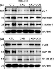 Fig.9.E showing Western Blotting in a Rattus norvegicus (Rat) sample from the publication: Ureic clearance granule ameliorates chronic kidney disease by reshaping microbial dysbiosis via modulating bile acid metabolism.