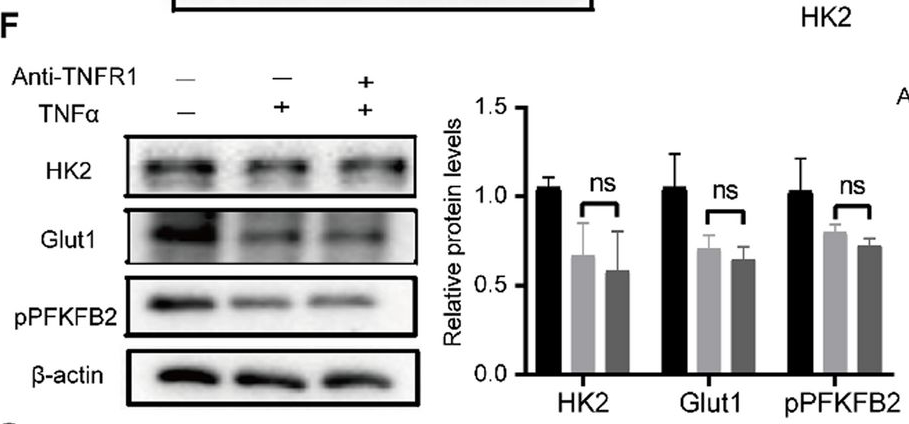 Fig.5.F showing Western Blotting in a Mus musculus (House mouse) sample from the publication: Tumor necrosis factor receptor 2 promotes endothelial cell-mediated suppression of CD8+ T cells through tuning glycolysis in chemoresistance of breast cancer.