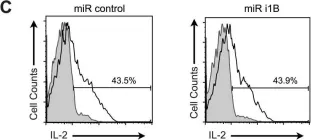 Fig.4.C showing Flow cytometry/Cell sorting in a Mus musculus (House mouse) sample from the publication: Discs Large Homolog 1 Splice Variants Regulate p38-Dependent and -Independent Effector Functions in CD8+ T Cells.