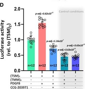 Fig.3.D from the publication: Mural Cell SRF Controls Pericyte Migration, Vessel Patterning and Blood Flow.